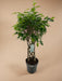 Ficus Benjamina Exotica Mat P24