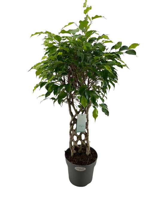 Ficus Benjamina Exotica Mat P24