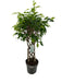 Ficus Benjamina Exotica Mat P24