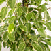 Ficus Benjamina Golden King H95Cm