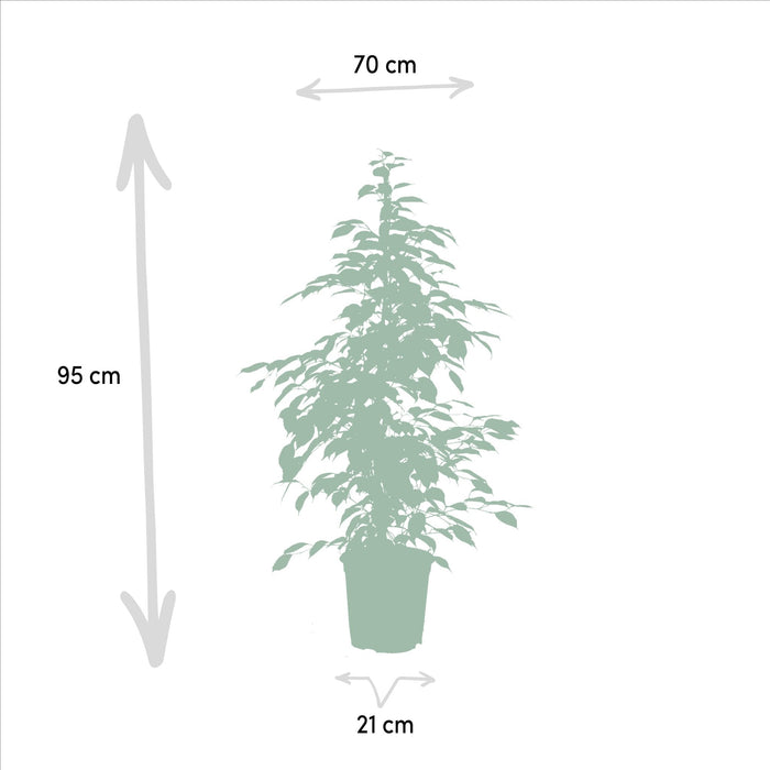 Ficus Benjamina Golden King H95Cm