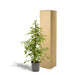 Ficus Benjamina Golden King H95Cm