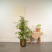 Ficus Benjamina Golden King H95Cm