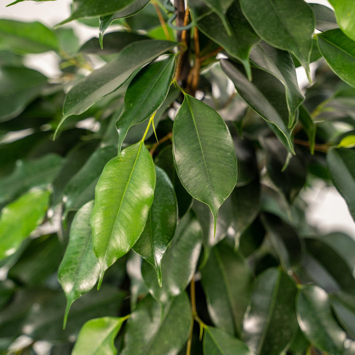 Ficus Benjamina H95Cm