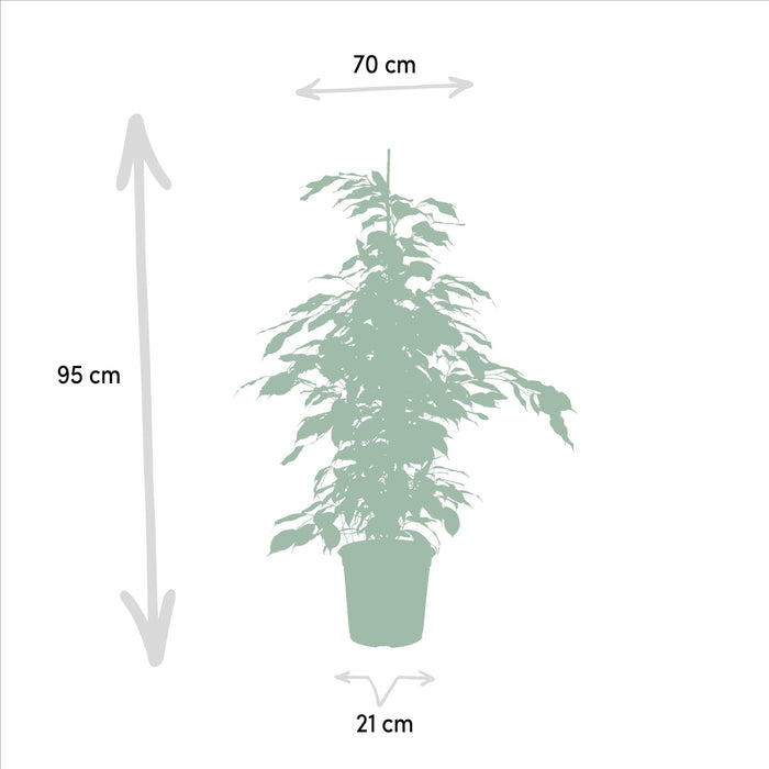 Ficus Benjamina H95Cm