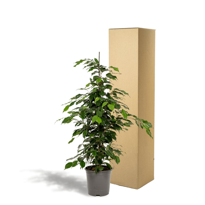 Ficus Benjamina H95Cm