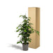 Ficus Benjamina H95Cm