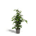 Ficus Benjamina H95Cm