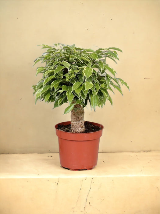 Ficus Benjamina Kinky