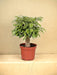 Ficus Benjamina Kinky