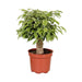 Ficus Benjamina Kinky