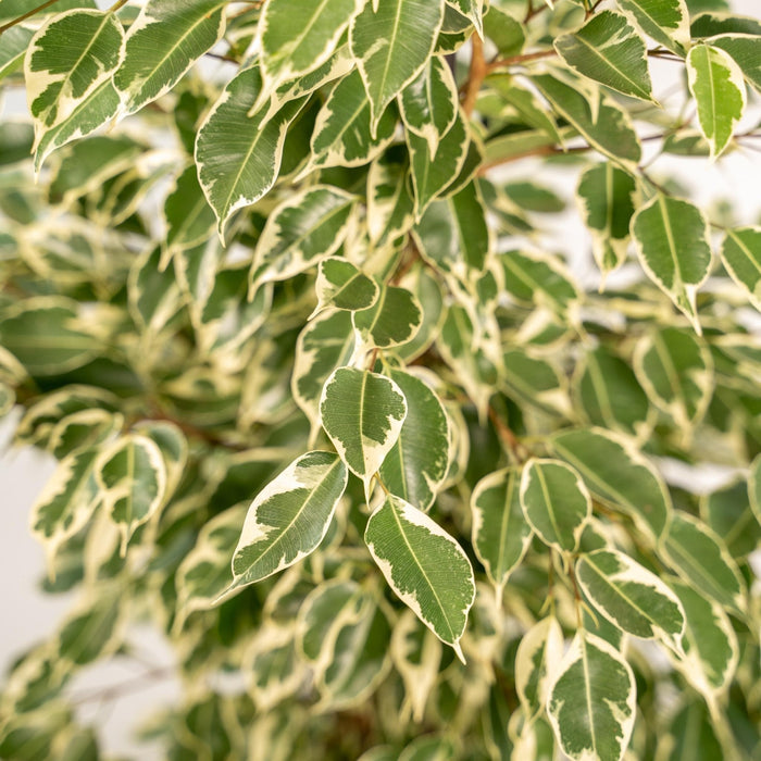 Ficus Benjamina Twilight Og Dens Naturlige Svarte Kurv H95Cm