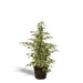 Ficus Benjamina Twilight Og Dens Naturlige Svarte Kurv H95Cm