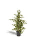 Ficus Benjamina Twilight H95Cm