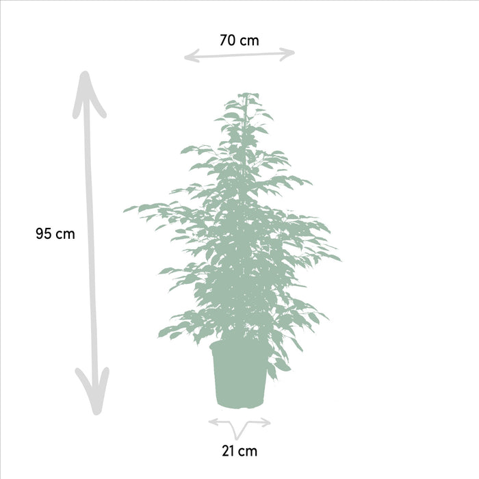 Ficus Benjamina Twilight H95Cm