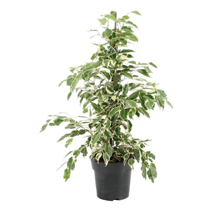 Ficus Benjamina 'Twilight'