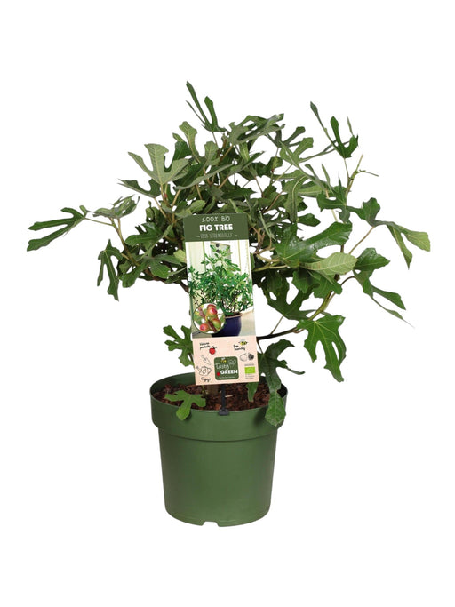 Ficus Carica 'Little Miss Figgy' Økologisk