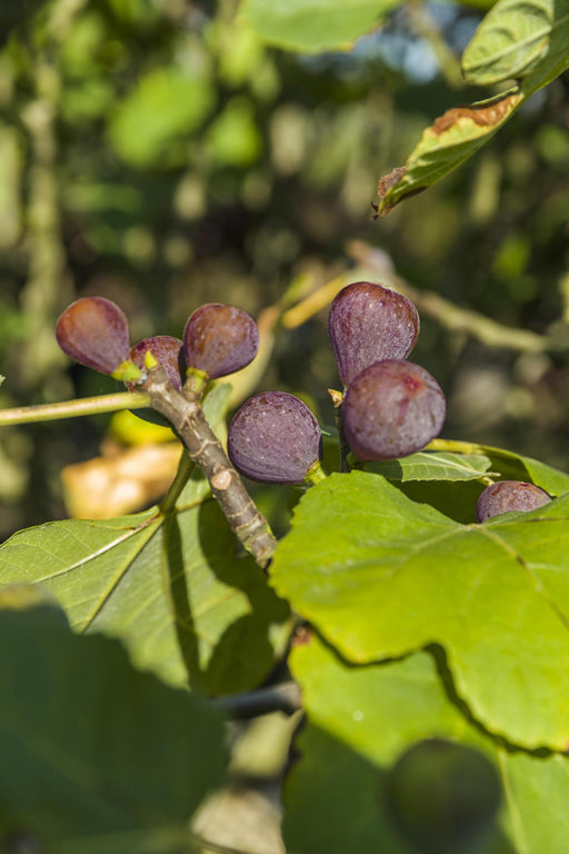 Ficus Carica 'Rouge De Bordeaux' +Lysetikett - Ø17Cm - ↕75Cm