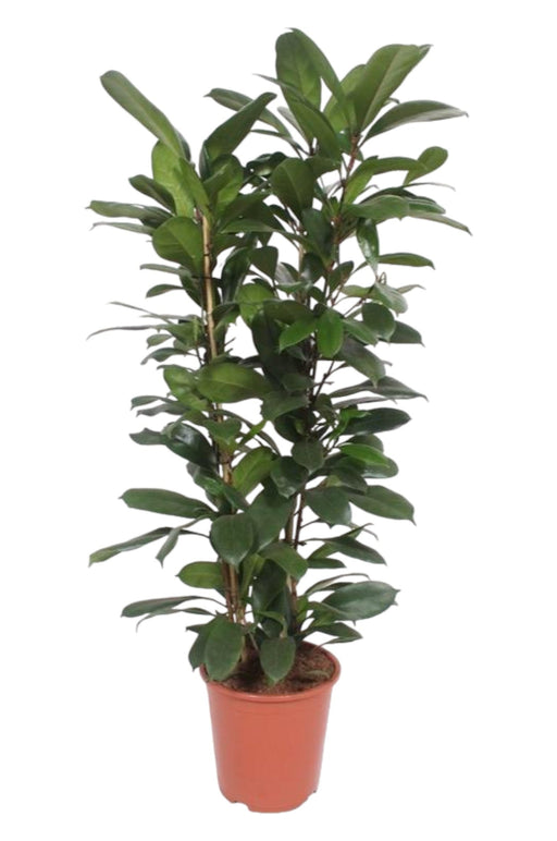 Ficus Cyathistipula