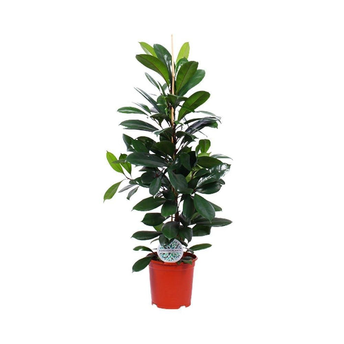 Ficus Cyathistipula