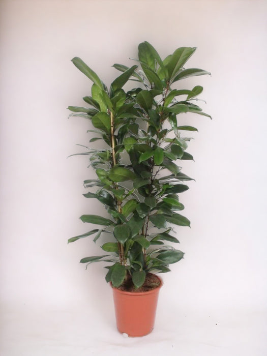 Ficus Cyathistipula