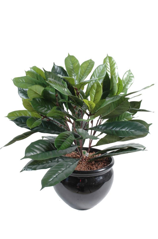 Kunstig Ficus Cyathistipula 50 Cm Tett Bladverk