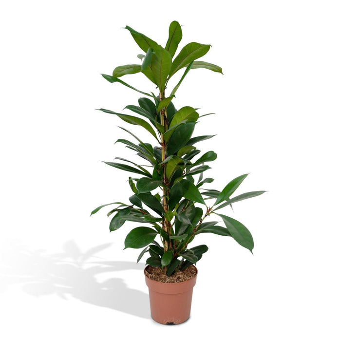 Ficus Cyathistipula H30Cm