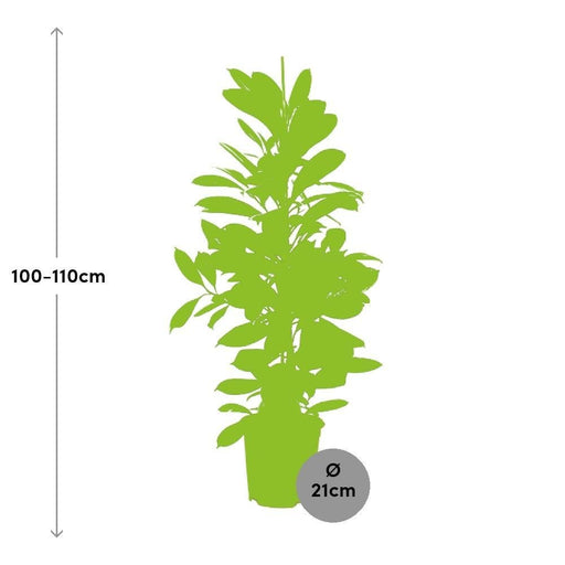 Ficus Cyathistipula