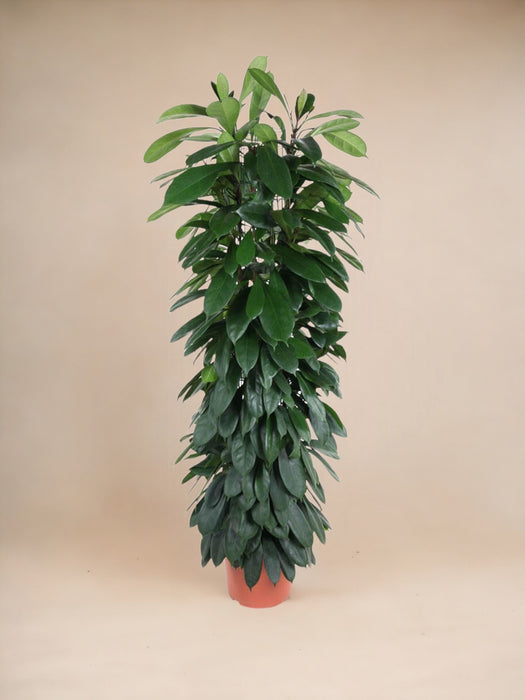 Ficus Cyatistipula - 150 Cm - Ø29