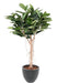 Kunstig Ficus Elastica For Interiørdekorasjon 160Cm