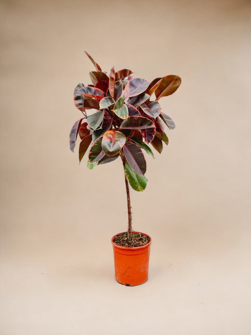 Ficus Elastica Belize Trunk - 130 Cm - Ø24