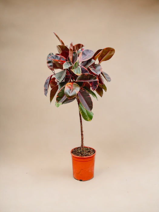 Ficus Elastica Belize Trunk - 130 Cm - Ø24