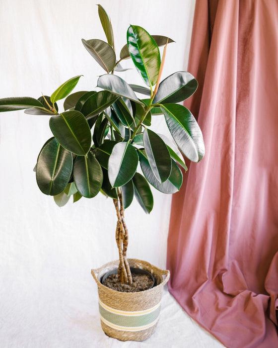 Ficus Elastica Burgund Flettet Stamme H100Cm