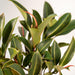 Ficus Elastica Melany H90Cm