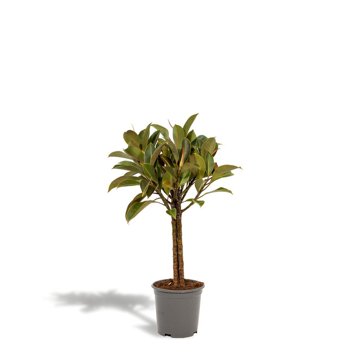 Ficus Elastica Melany H90Cm