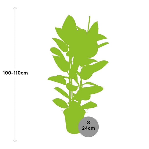 Ficus Elastica Robusta