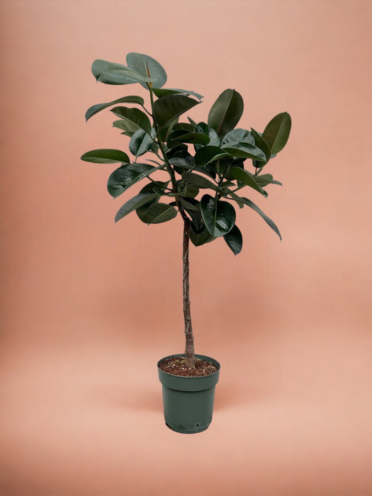 Ficus Elastica Robusta Trunk - 130 Cm - Ø24