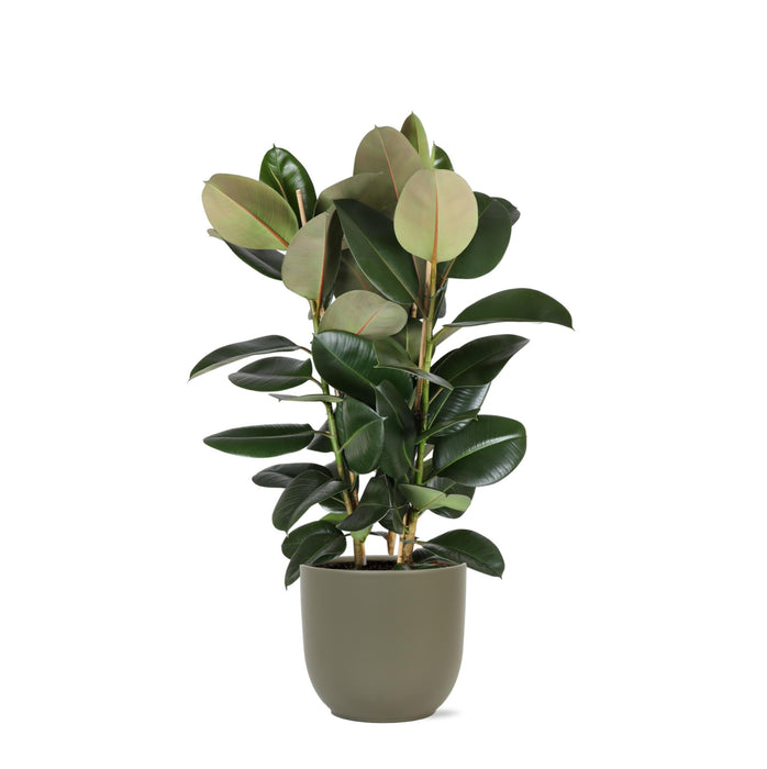 Ficus Elastica Robusta Og Potten