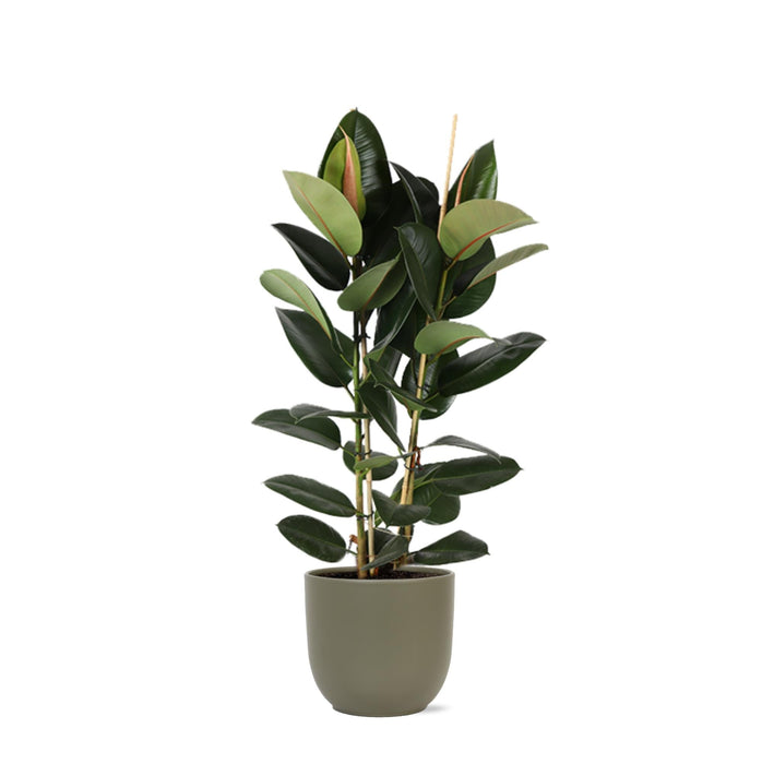 Ficus Elastica Robusta Og Potten