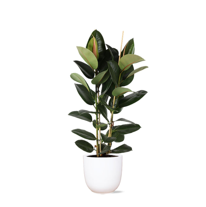 Ficus Elastica Robusta Og Potten