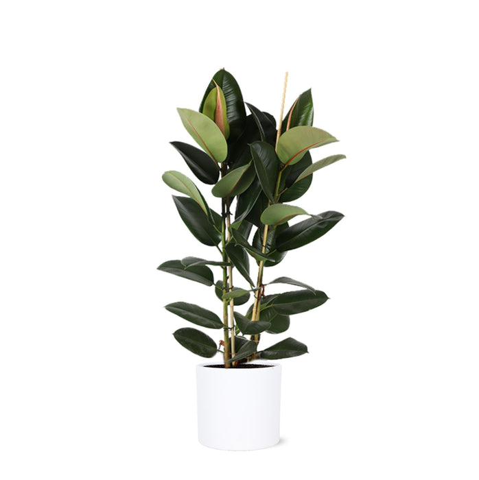 Ficus Elastica Robusta Og Potten