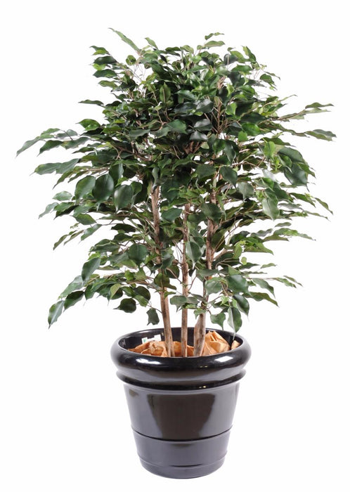 Ficus Exotica Kunstig Busk For Innendørs 80Cm