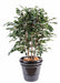 Ficus Exotica Kunstig Busk For Innendørs 80Cm