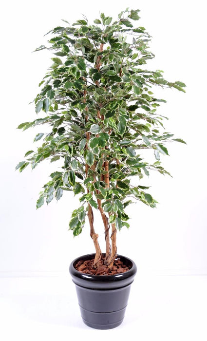 Kunstig Ficus Exotica 180 Cm Innendørs Plante