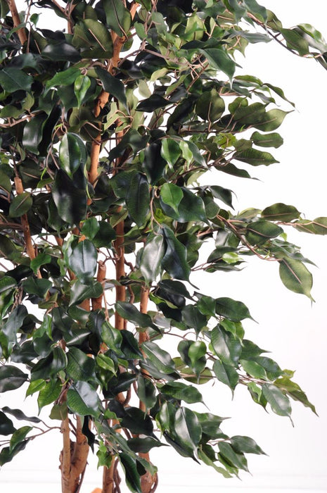 Kunstig Ficus Exotica H.210Cm Innendørs Plante