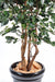 Kunstig Ficus Exotica H.210Cm Innendørs Plante