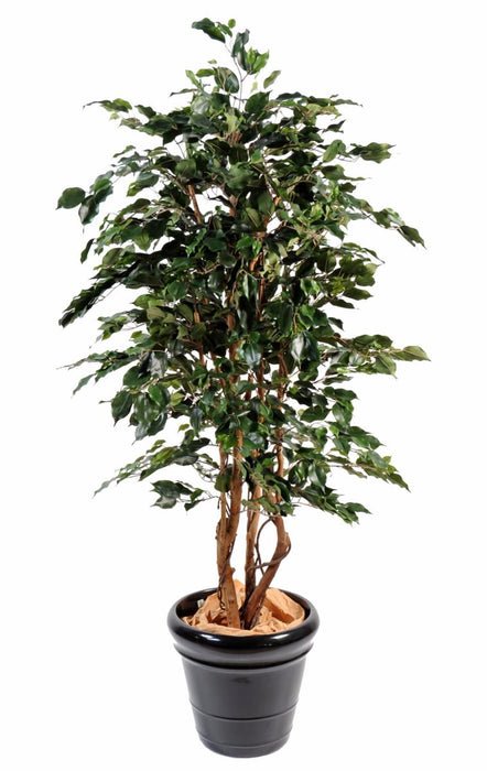 Kunstig Ficus Exotica H.210Cm Innendørs Plante