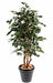 Kunstig Ficus Exotica H.210Cm Innendørs Plante