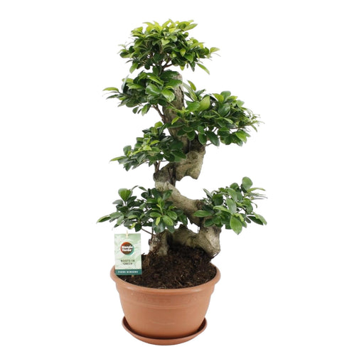 Ficus Ginseng