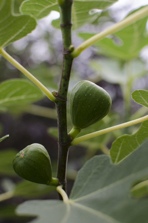 Ficus Gustissimo Perretta